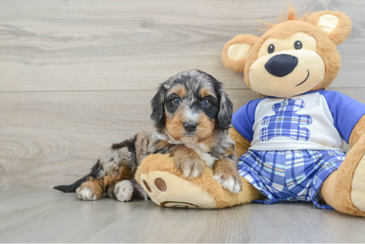 Best Mini Bernedoodle Baby