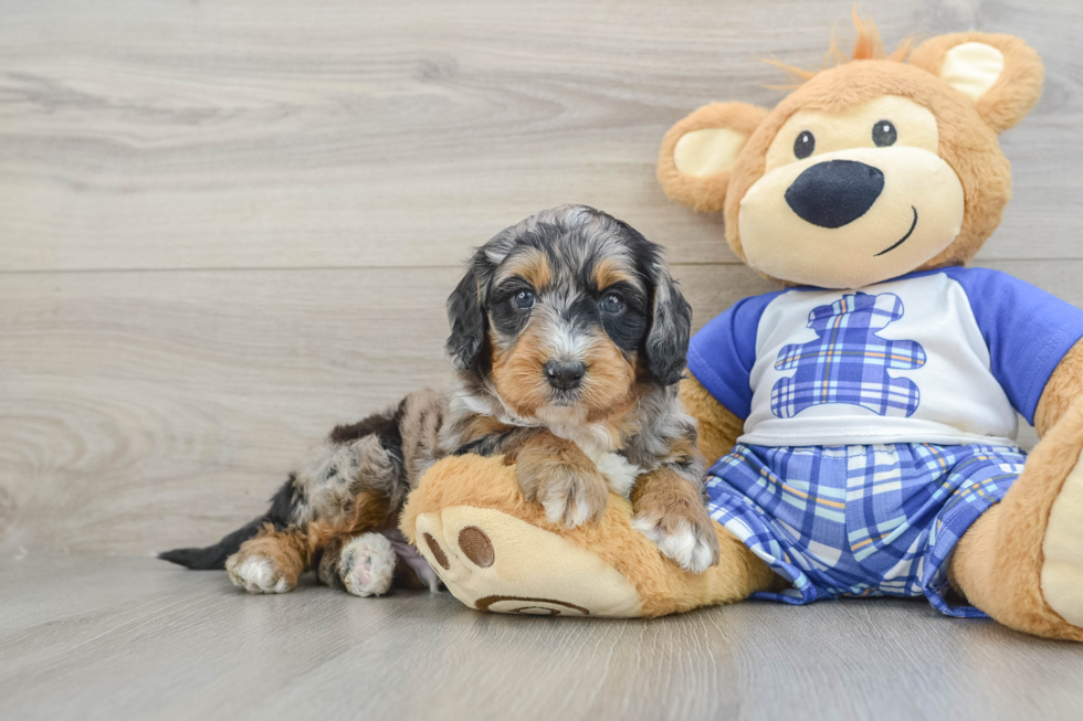 Best Mini Bernedoodle Baby