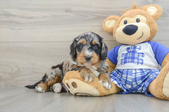 Best Mini Bernedoodle Baby