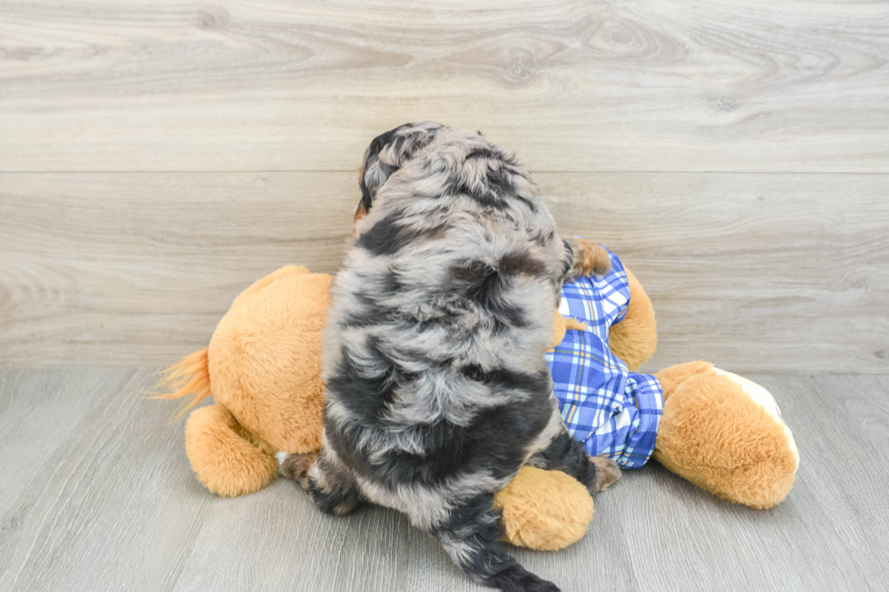Mini Bernedoodle Pup Being Cute