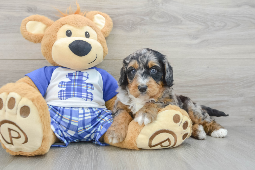 Best Mini Bernedoodle Baby