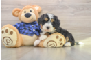 Mini Bernedoodle Pup Being Cute