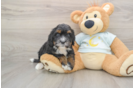 Adorable Mini Berniedoodle Poodle Mix Puppy