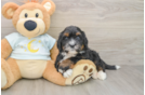 Funny Mini Bernedoodle Poodle Mix Pup