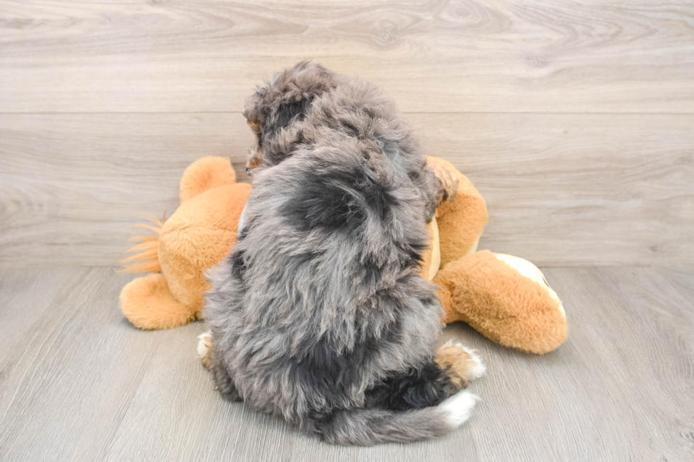 Popular Mini Bernedoodle Poodle Mix Pup