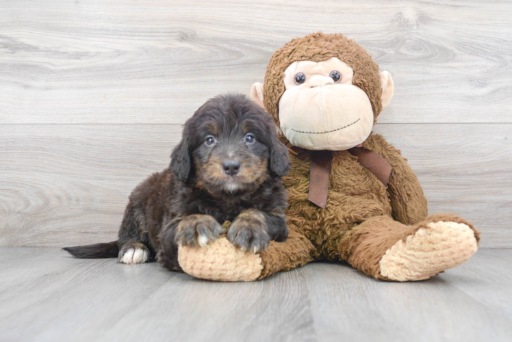 Cute Mini Bernedoodle Baby