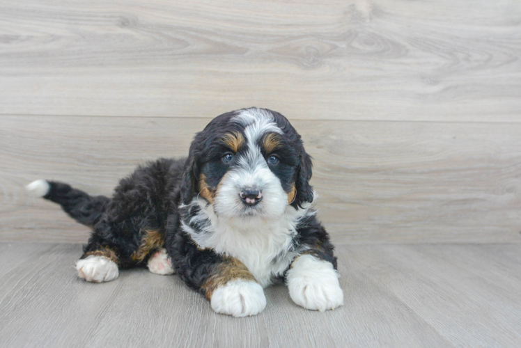 Meet Legend - our Mini Bernedoodle Puppy Photo 1/3 - Puppy Love PR Best Mini Bernedoodle Baby