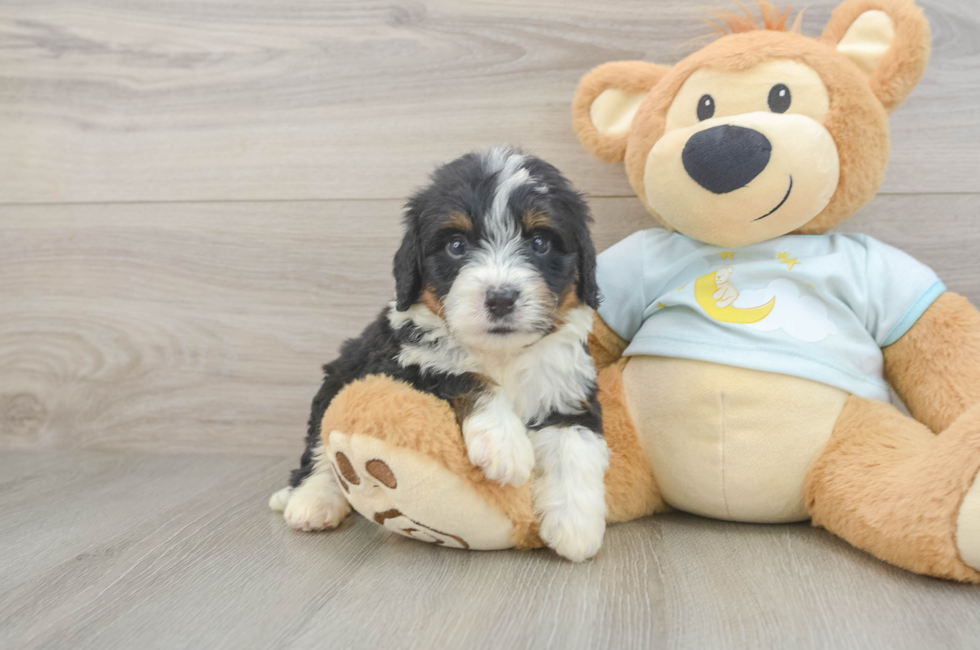 7 week old Mini Bernedoodle Puppy For Sale - Puppy Love PR