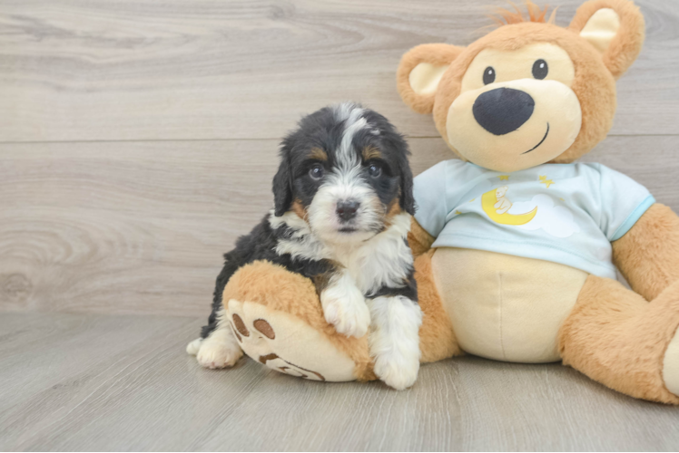 Meet Lennon - our Mini Bernedoodle Puppy Photo 1/3 - Puppy Love PR Sweet Mini Bernedoodle Baby