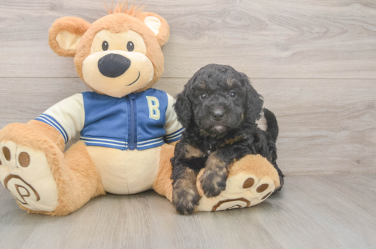 Mini Bernedoodle Pup Being Cute