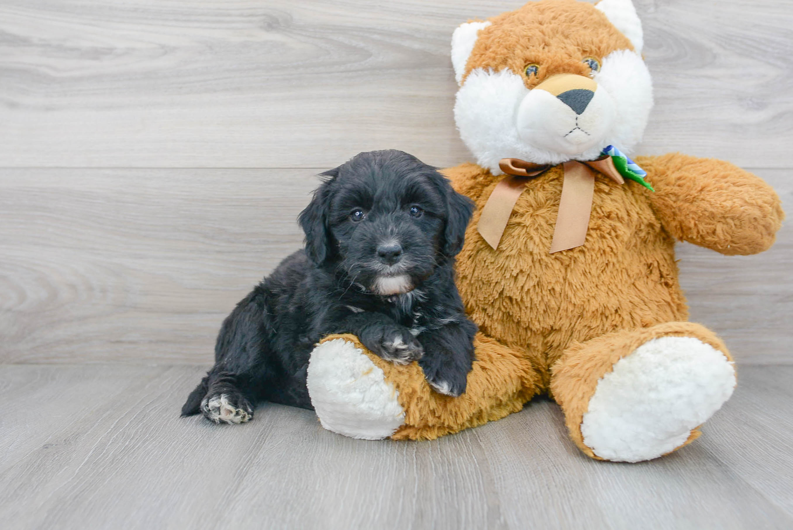 Mini Bernedoodle Puppy for Adoption