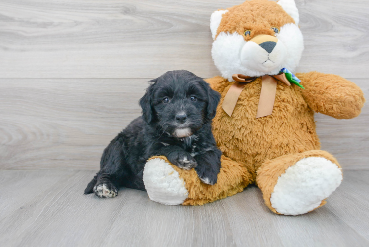 Meet Lennon - our Mini Bernedoodle Puppy Photo 1/3 - Puppy Love PR Mini Bernedoodle Puppy for Adoption