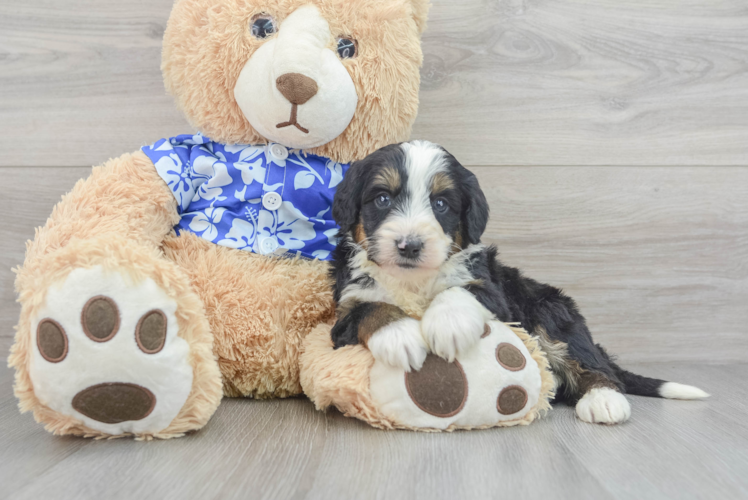 Meet Leo - our Mini Bernedoodle Puppy Photo 1/3 - Puppy Love PR Sweet Mini Bernedoodle Baby