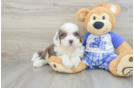 Mini Bernedoodle Pup Being Cute