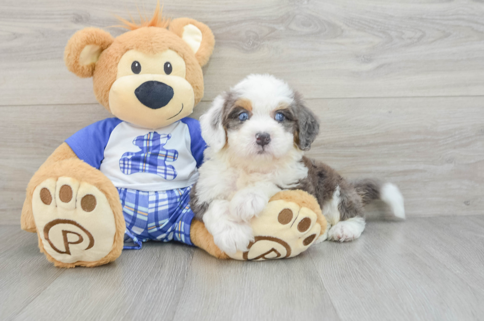 6 week old Mini Bernedoodle Puppy For Sale - Puppy Love PR