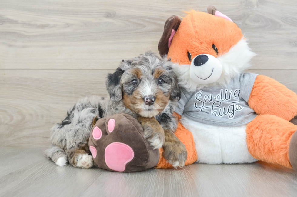 6 week old Mini Bernedoodle Puppy For Sale - Puppy Love PR