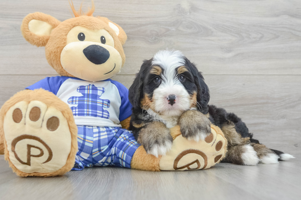 7 week old Mini Bernedoodle Puppy For Sale - Puppy Love PR