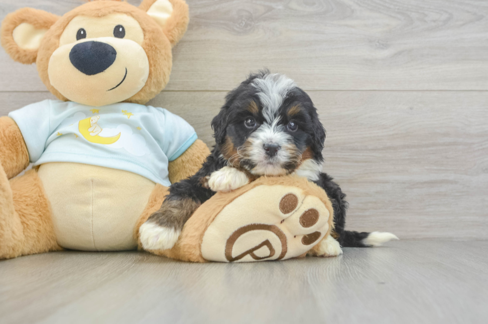 7 week old Mini Bernedoodle Puppy For Sale - Puppy Love PR