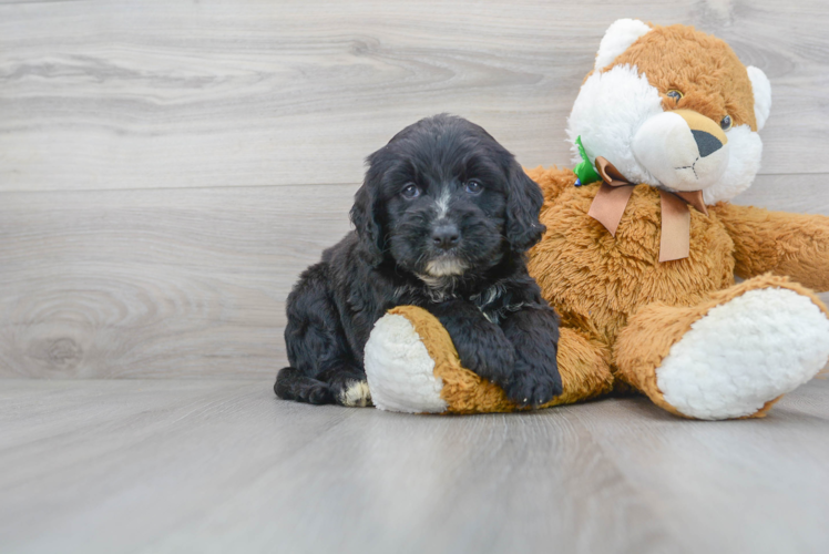 Meet Leo - our Mini Bernedoodle Puppy Photo 1/3 - Puppy Love PR Cute Bernadoodle Poodle Mix Puppy