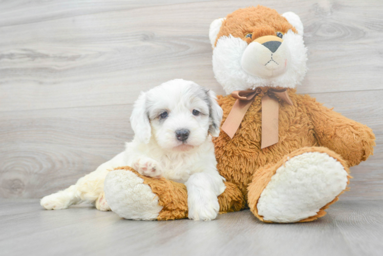 Cute Mini Bernedoodle Poodle Mix Pup