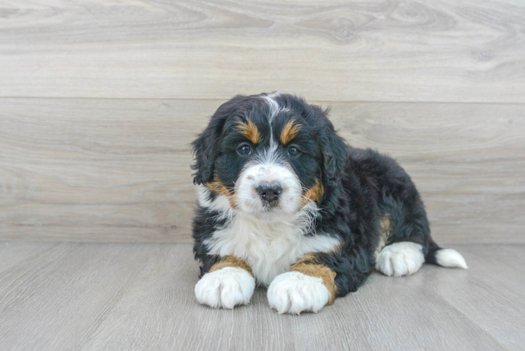 Energetic Bernadoodle Poodle Mix Puppy