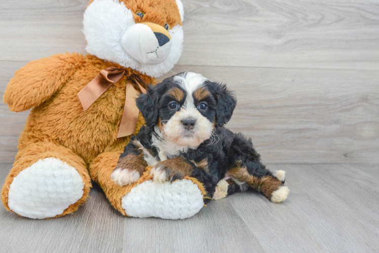 Meet Leo - our Mini Bernedoodle Puppy Photo 1/3 - Puppy Love PR Best Mini Bernedoodle Baby