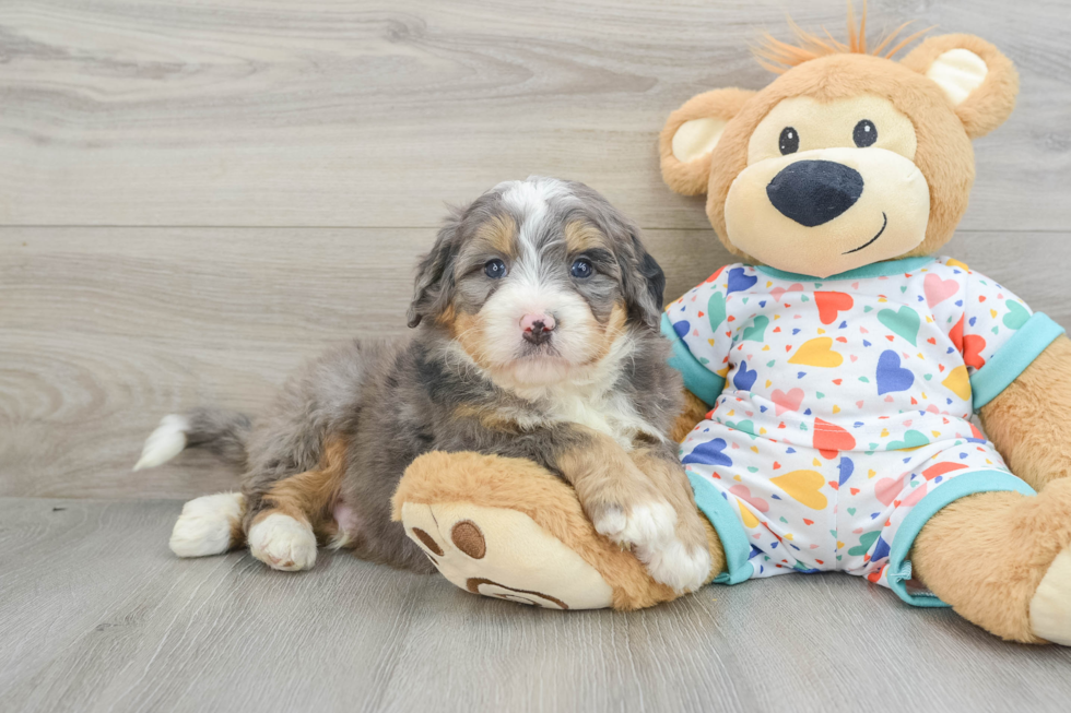 Mini Bernedoodle Pup Being Cute