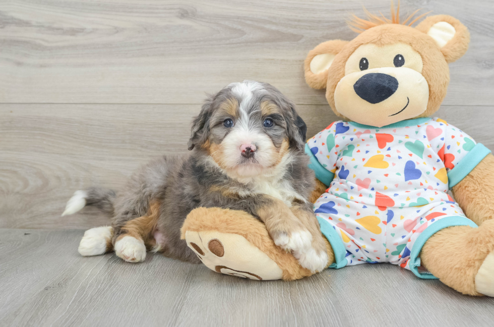 7 week old Mini Bernedoodle Puppy For Sale - Puppy Love PR