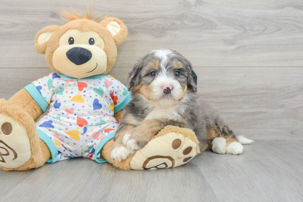 Mini Bernedoodle Pup Being Cute