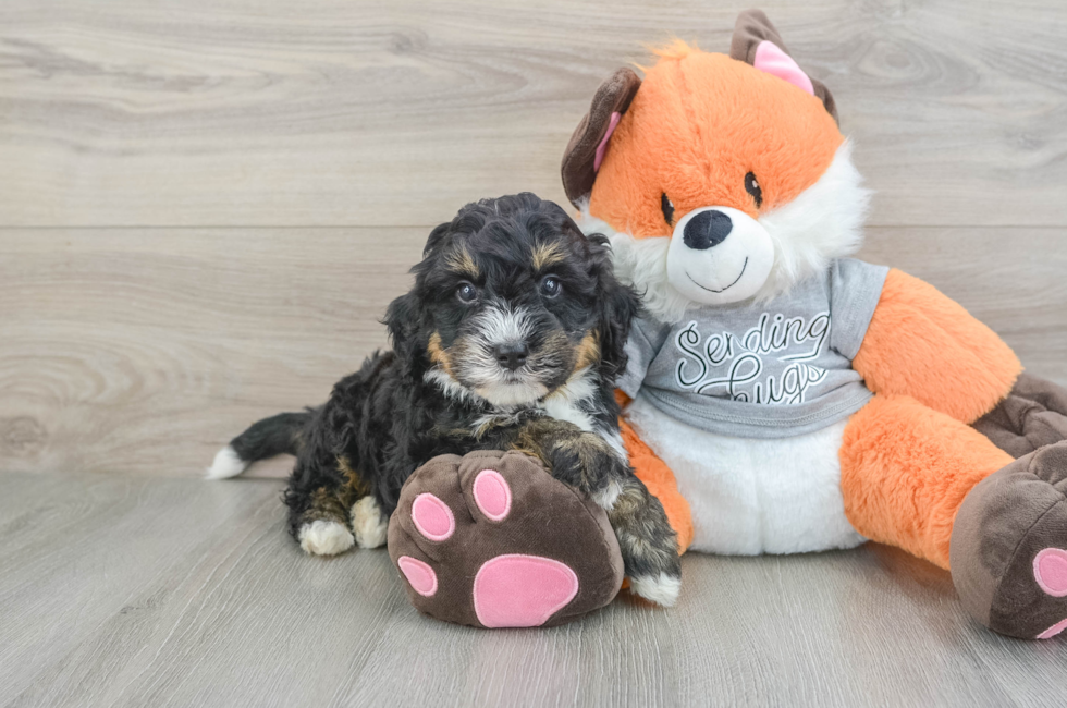 6 week old Mini Bernedoodle Puppy For Sale - Puppy Love PR