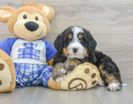 7 week old Mini Bernedoodle Puppy For Sale - Puppy Love PR