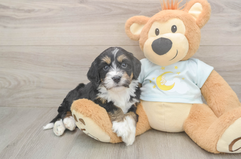 5 week old Mini Bernedoodle Puppy For Sale - Puppy Love PR