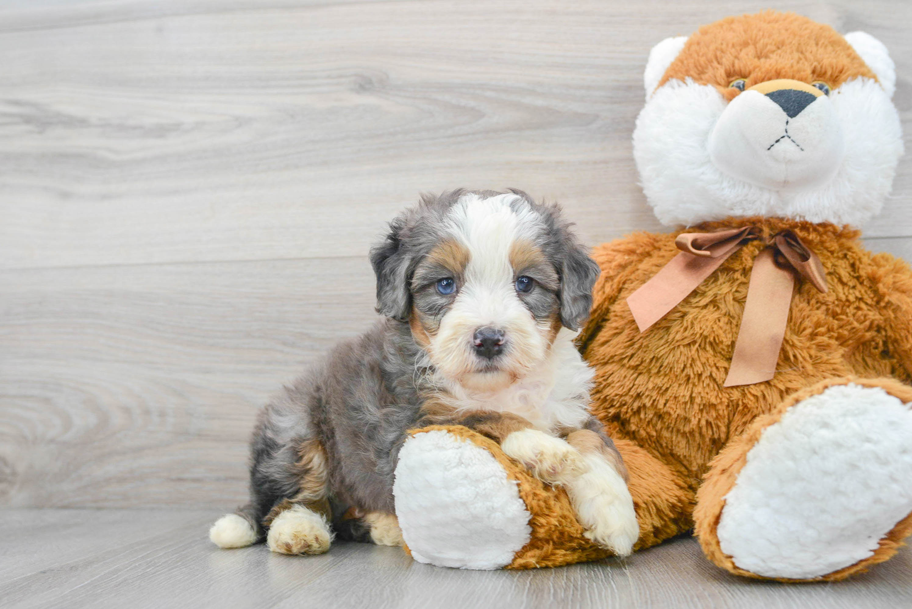 Energetic Mini Berniedoodle Poodle Mix Puppy
