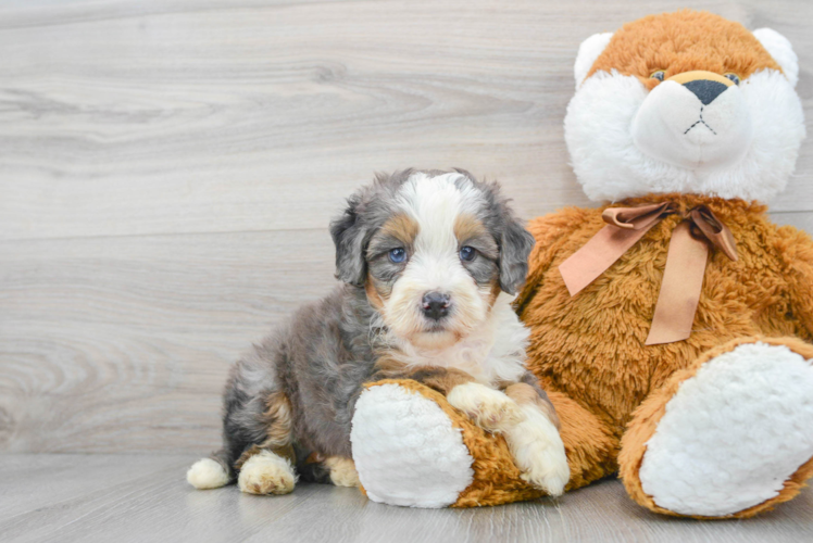 Energetic Mini Berniedoodle Poodle Mix Puppy