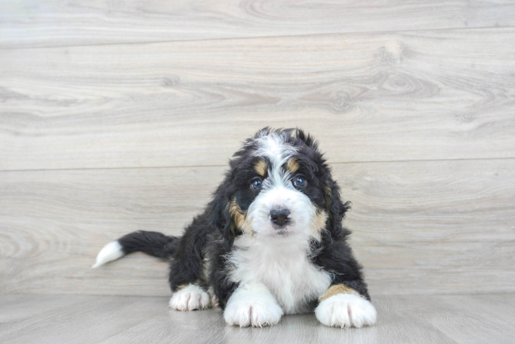 Mini Bernedoodle Pup Being Cute