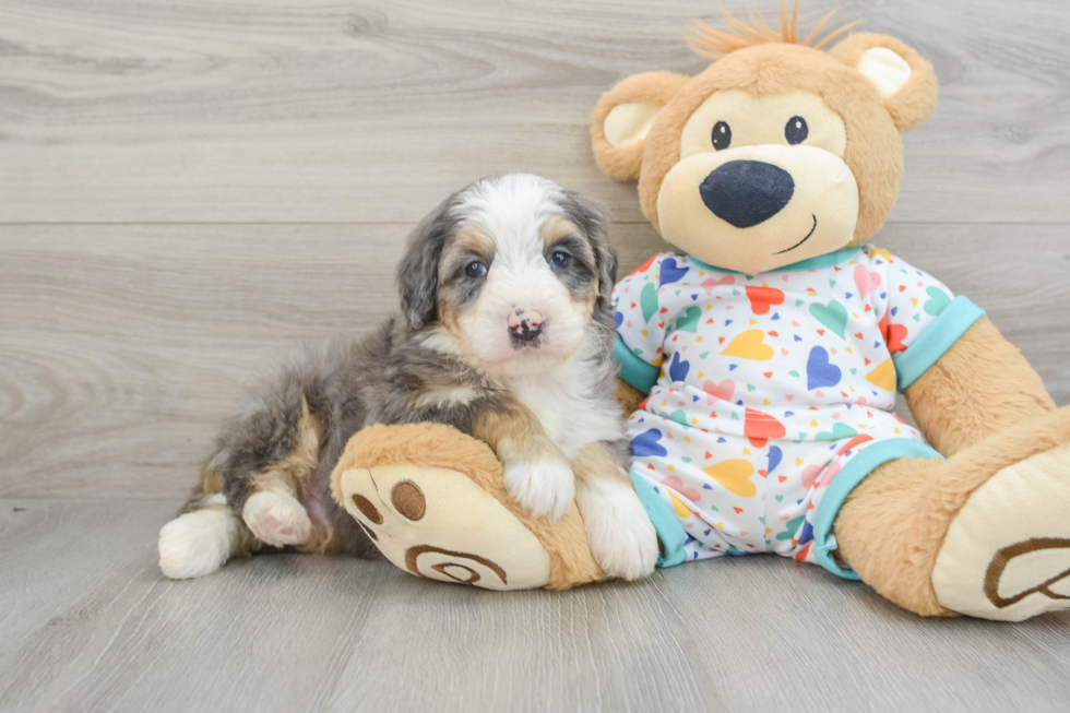 Cute Mini Bernedoodle Baby