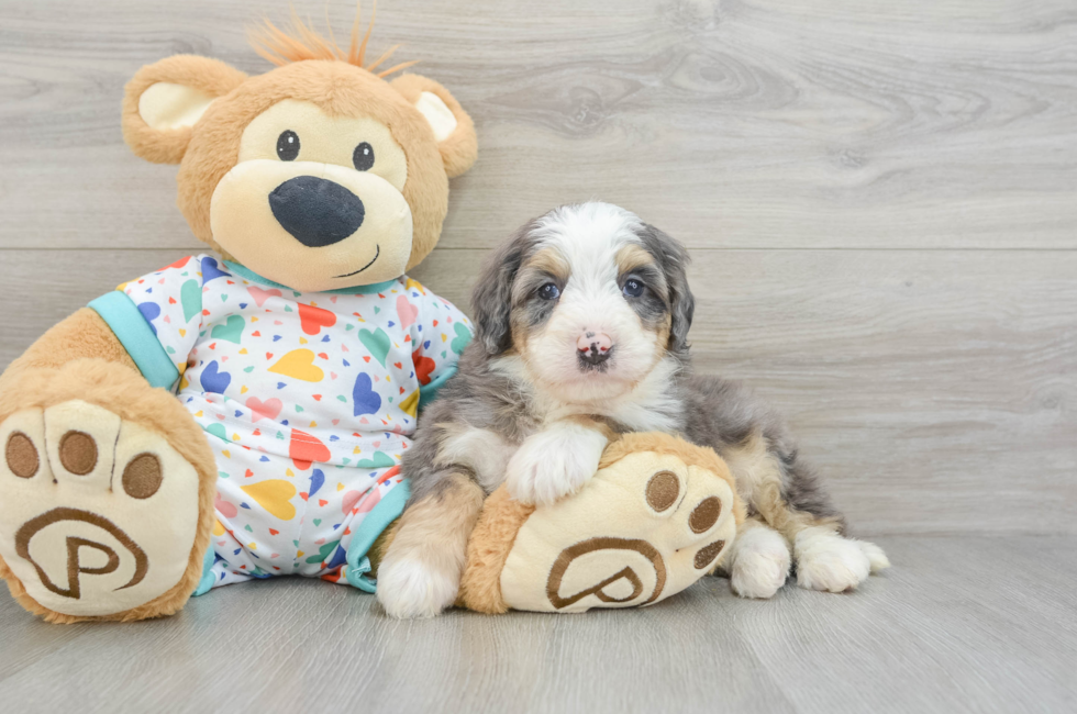 7 week old Mini Bernedoodle Puppy For Sale - Puppy Love PR