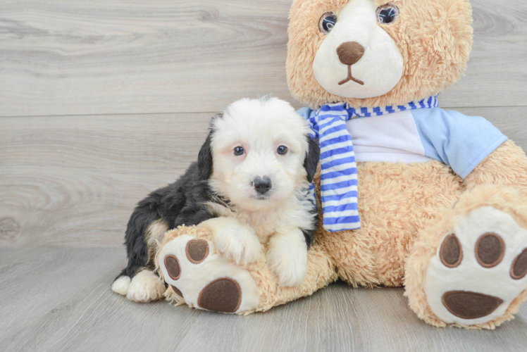 Meet Logan - our Mini Bernedoodle Puppy Photo 1/3 - Puppy Love PR Popular Mini Bernedoodle Poodle Mix Pup