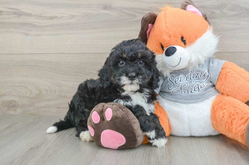 6 week old Mini Bernedoodle Puppy For Sale - Puppy Love PR