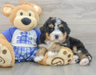 7 week old Mini Bernedoodle Puppy For Sale - Puppy Love PR