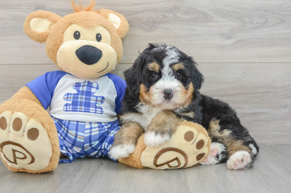 7 week old Mini Bernedoodle Puppy For Sale - Puppy Love PR