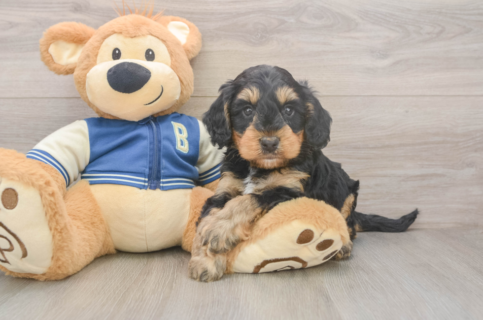 5 week old Mini Bernedoodle Puppy For Sale - Puppy Love PR