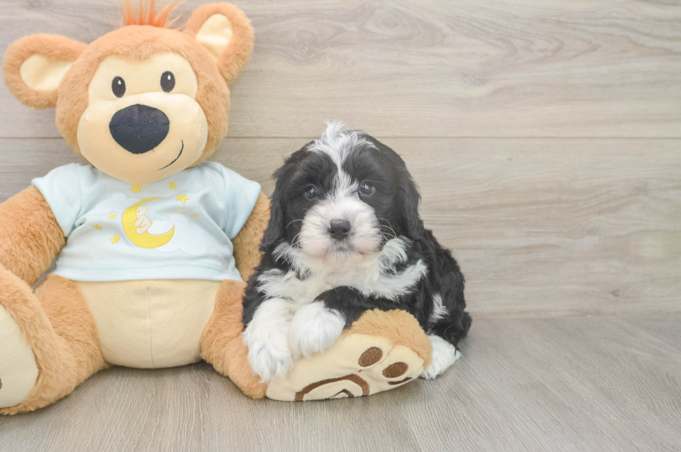5 week old Mini Bernedoodle Puppy For Sale - Puppy Love PR