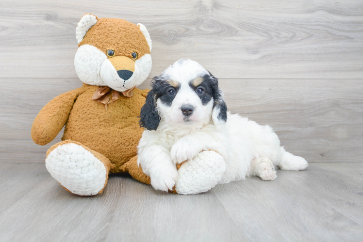 Cute Mini Bernedoodle Baby