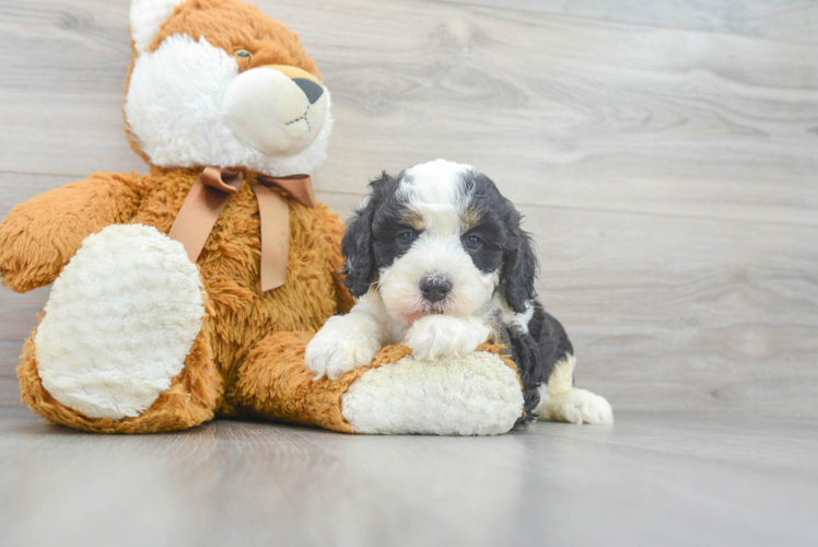 Mini Bernedoodle Pup Being Cute