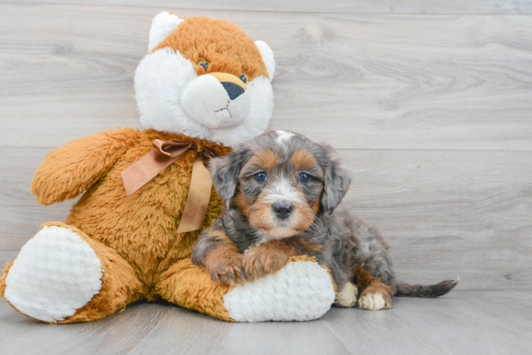 Meet Logan - our Mini Bernedoodle Puppy Photo 1/3 - Puppy Love PR Mini Bernedoodle Pup Being Cute