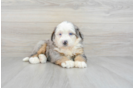 Best Mini Bernedoodle Baby
