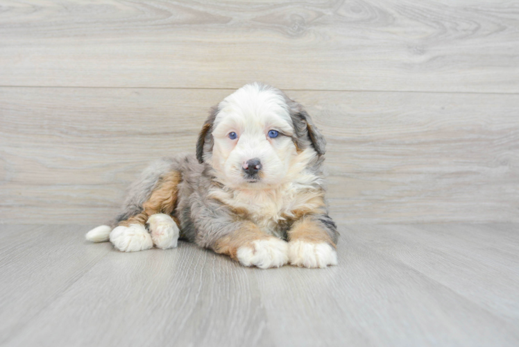 Meet Lovato - our Mini Bernedoodle Puppy Photo 1/3 - Puppy Love PR Best Mini Bernedoodle Baby