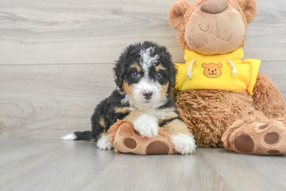 Smart Mini Bernedoodle Poodle Mix Pup