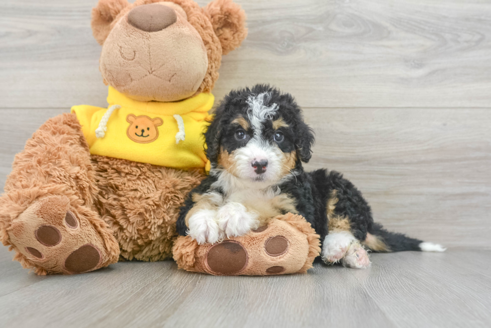 Mini Bernedoodle Pup Being Cute